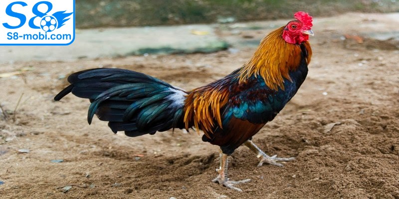 Gà chọi cần có một chế độ ăn uống phong phú và cân bằng