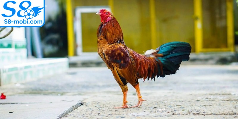 Cách chăm sóc gà đá ưu tiên tập luyện đúng và thường xuyên