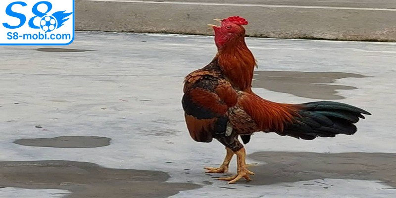 Sau mỗi trận đấu căng thẳng việc hồi phục rất quan trọng