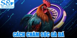 Cách Chăm Sóc Gà Đá