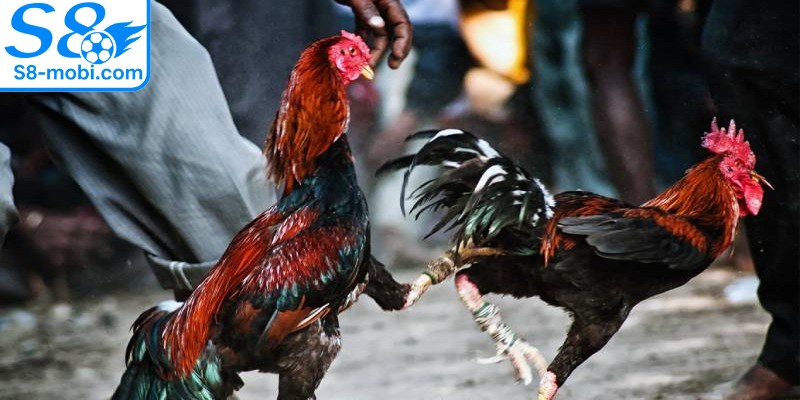 Đá́ gà cựa dao là một đấu trường sôi động, đầy kịch tính hiện nay