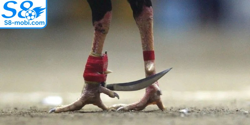 Đá gà tre kết hợp thêm cựa dao tạo ra nhiều màn trình diễn ấn tượng