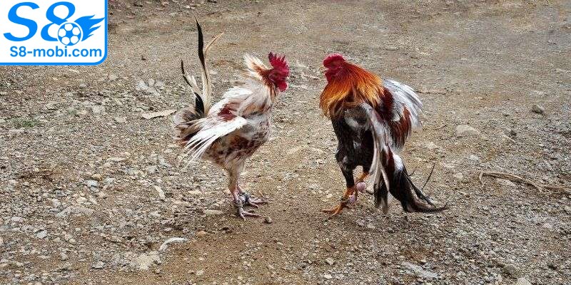 Dành thời gian nghiên cứu và đánh giá tổng quát về chiến kê