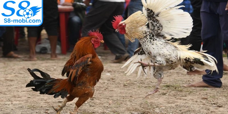 Đá gà nòi mang đến những trải nghiệm đầy kịch tính, hấp dẫn
