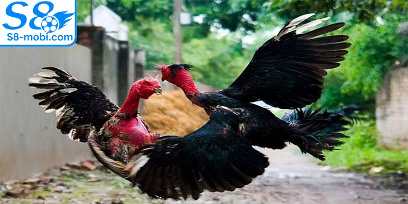 Giống gà từ Hồ Chí Minh cũng là một cái tên không thể thiếu