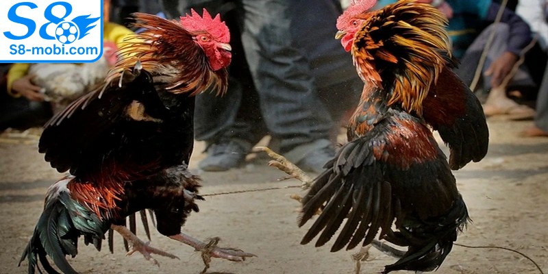 Chọn gà nòi ưu tiên có sức mạnh vượt trội rất quan trọng