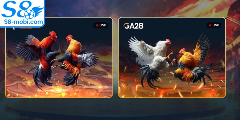 Đá gà S8 mang đến đa dạng các trận so tài hấp dẫn và kịch tính