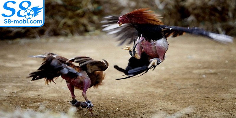 Đá gà trực tiếp từ Campuchia có sức hấp dẫn không thể chối từ