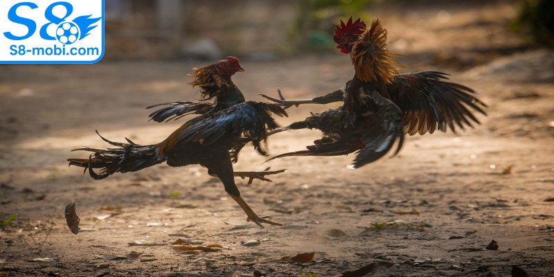 Đá gà tre nổi bật như một trong những lựa chọn ưa chuộng nhất