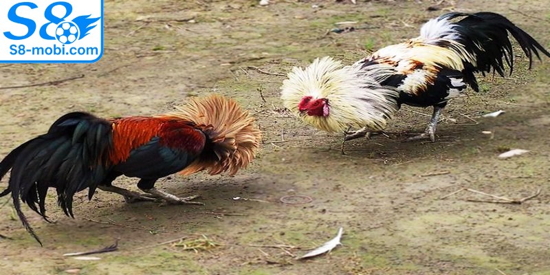 Giống tre Mỹ được tạo ra từ sự lai tạo giữa nhiều dòng khác nhau