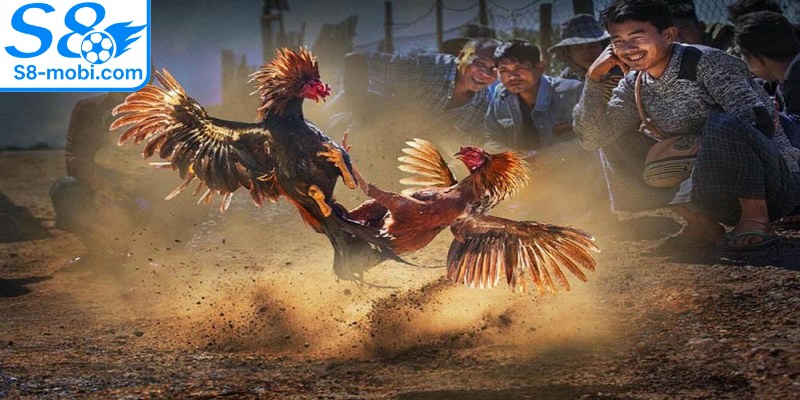 Chọi gà tre luôn tạo ra một sự thu hút đặc biệt vô cùng kịch tính